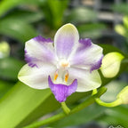 Phalaenopsis Violet Vacation