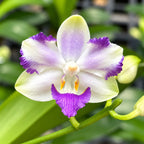 Phalaenopsis Violet Vacation