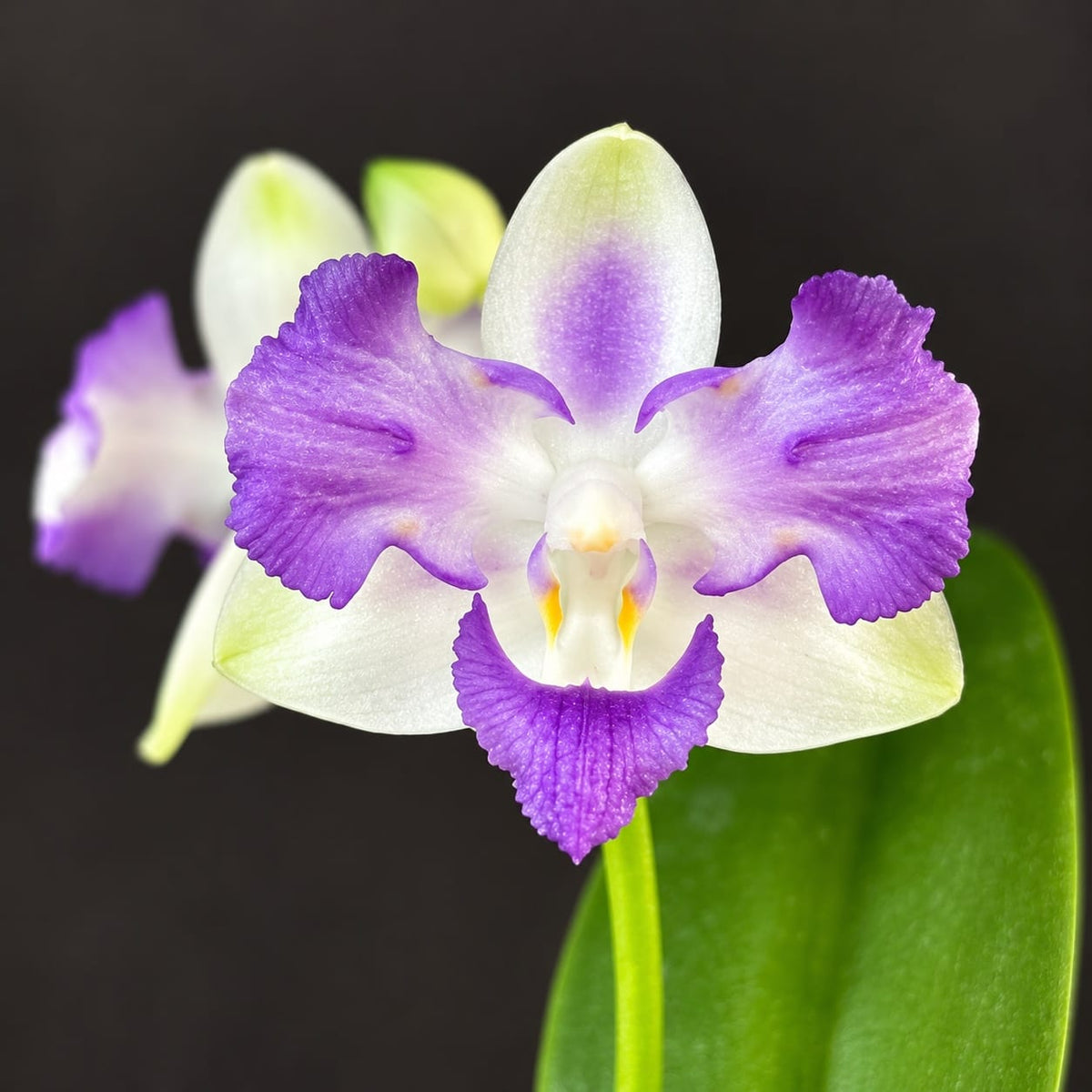 Phalaenopsis Violet Vacation