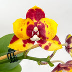 Phalaenopsis Yaphon Black Leopard '1711'