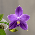 Phalaenopsis Yaphon Tous Amis '724'