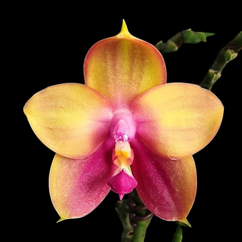 Phalaenopsis Yaphon Bear Sir '634'