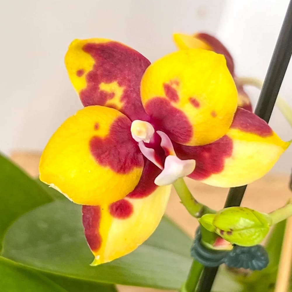 Phalaenopsis Yaphon Black Leopard '1711'