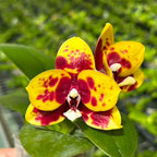 Phalaenopsis Yaphon Black Leopard '1711'