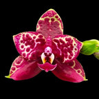 Phalaenopsis Yaphon Black Rose