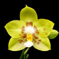 Phalaenopsis Yaphon Christmas '335'