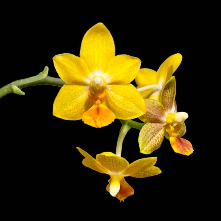 Phalaenopsis Yaphon Cupid