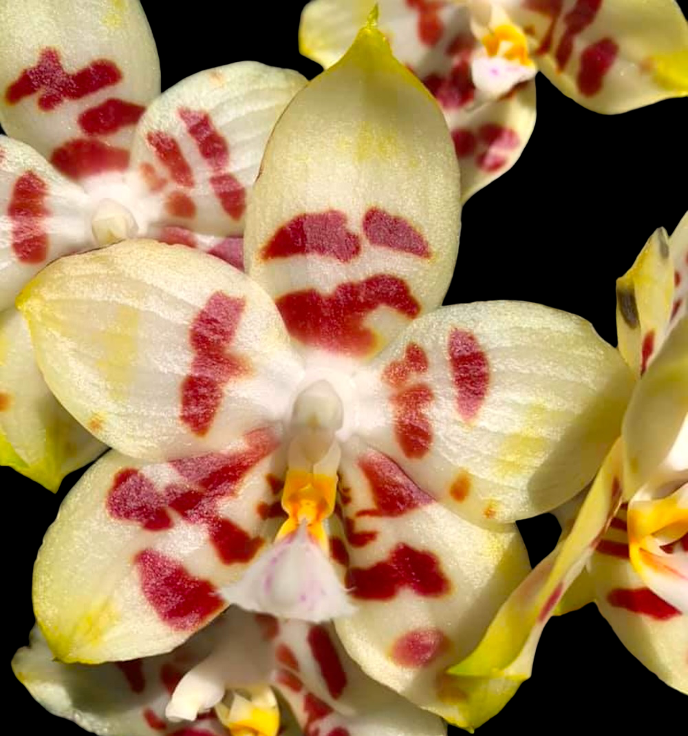 Phalaenopsis Yaphon Gelacea