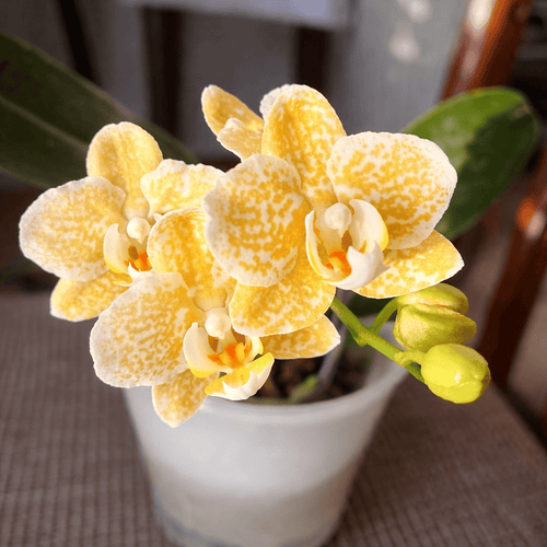 Phalaenopsis Yaphon Golden Leopard 'AN6609'