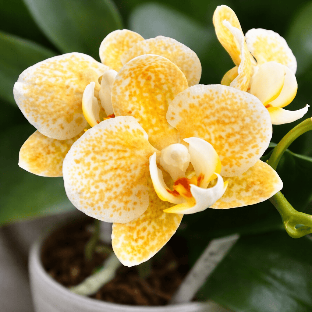 Phalaenopsis Yaphon Golden Leopard 'AN6609' – Secret Garden Plant Shop