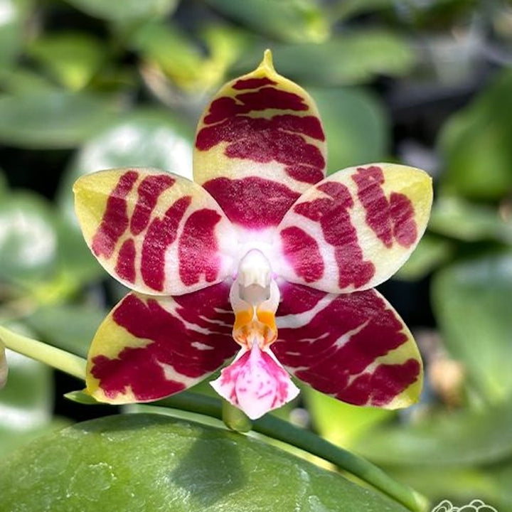 Phalaenopsis Yaphon Nicegirl 