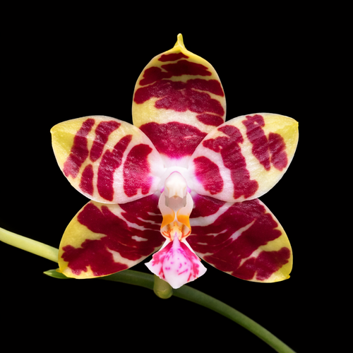 Phalaenopsis Yaphon Nicegirl 