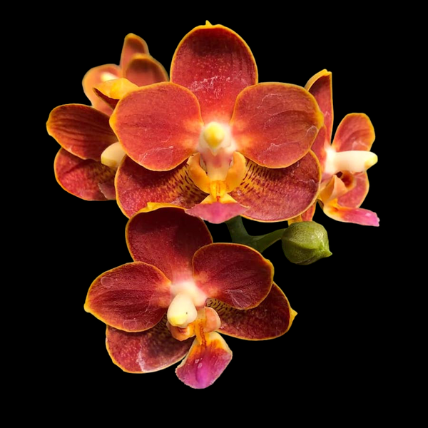 Phalaenopsis Yaphon Perfume 'Coffee Red'