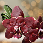 Phalaenopsis (Yaphon Perfume × Taida Pearl) 'ES'