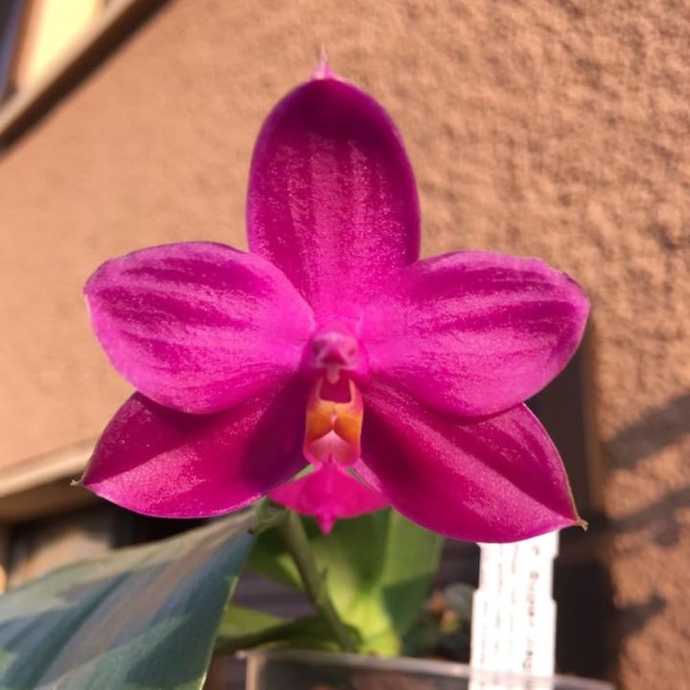 Phalaenopsis Yaphon Red Ice