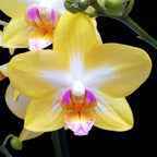 Phalaenopsis Yen Shuai Sweet Girl 'Shiny Girl'