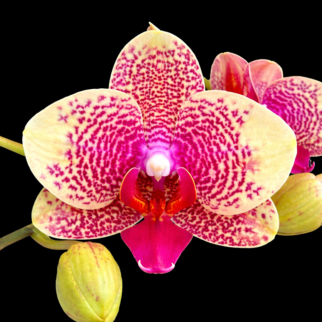 Phalaenopsis Younghome Evening Kiss