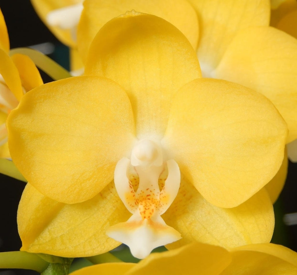 Phalaenopsis Younghome Golden Perfume - fleurs parfumées