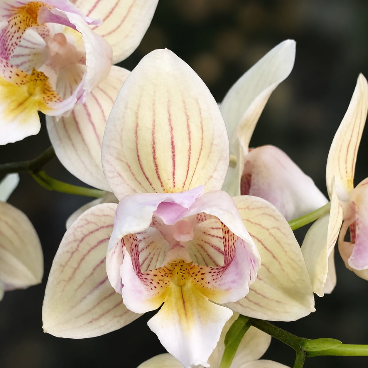 Phalaenopsis Younghome Green Dancer '366' (peloric)