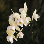 Phalaenopsis Younghome Green Dancer '366' (peloric)