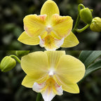 Phalaenopsis Younghome Green Dancer '366' (peloric)