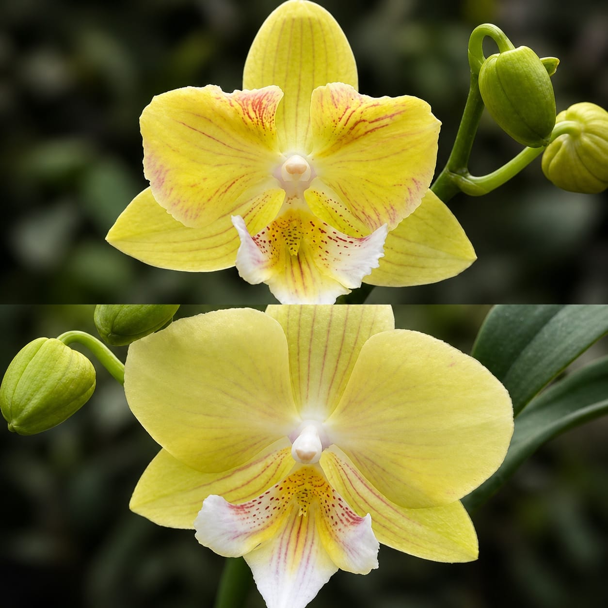 Phalaenopsis Younghome Green Dancer '366' (peloric)