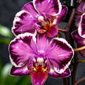Phalaenopsis Younghome Kaleido