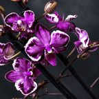 Phalaenopsis Younghome Kaleido