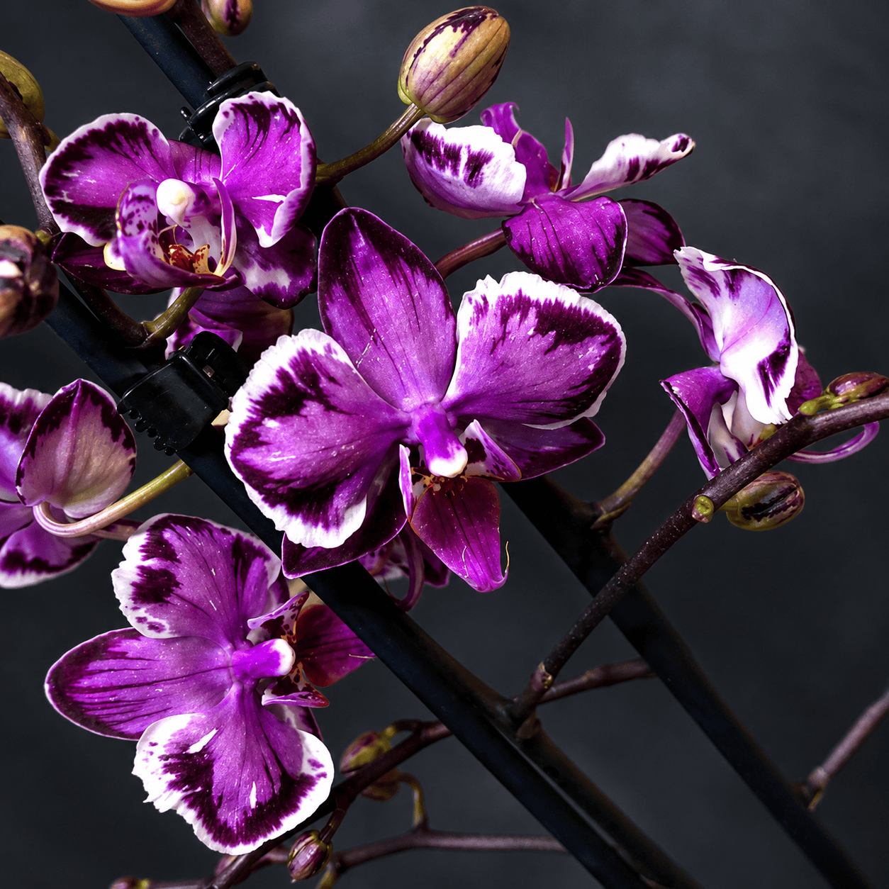 Phalaenopsis Younghome Kaleido