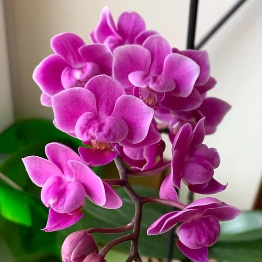 Phalaenopsis Younghome Kingxiang