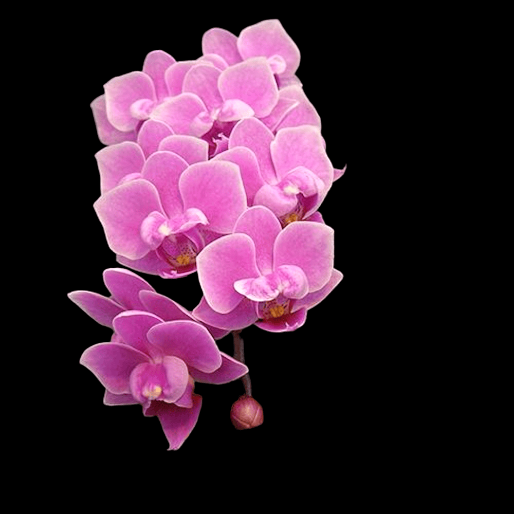 Phalaenopsis Younghome Kingxiang