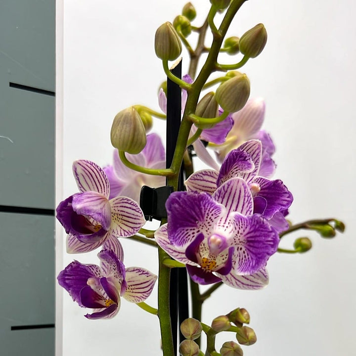 Phalaenopsis Younghome Lucky Star '0018' (peloric)