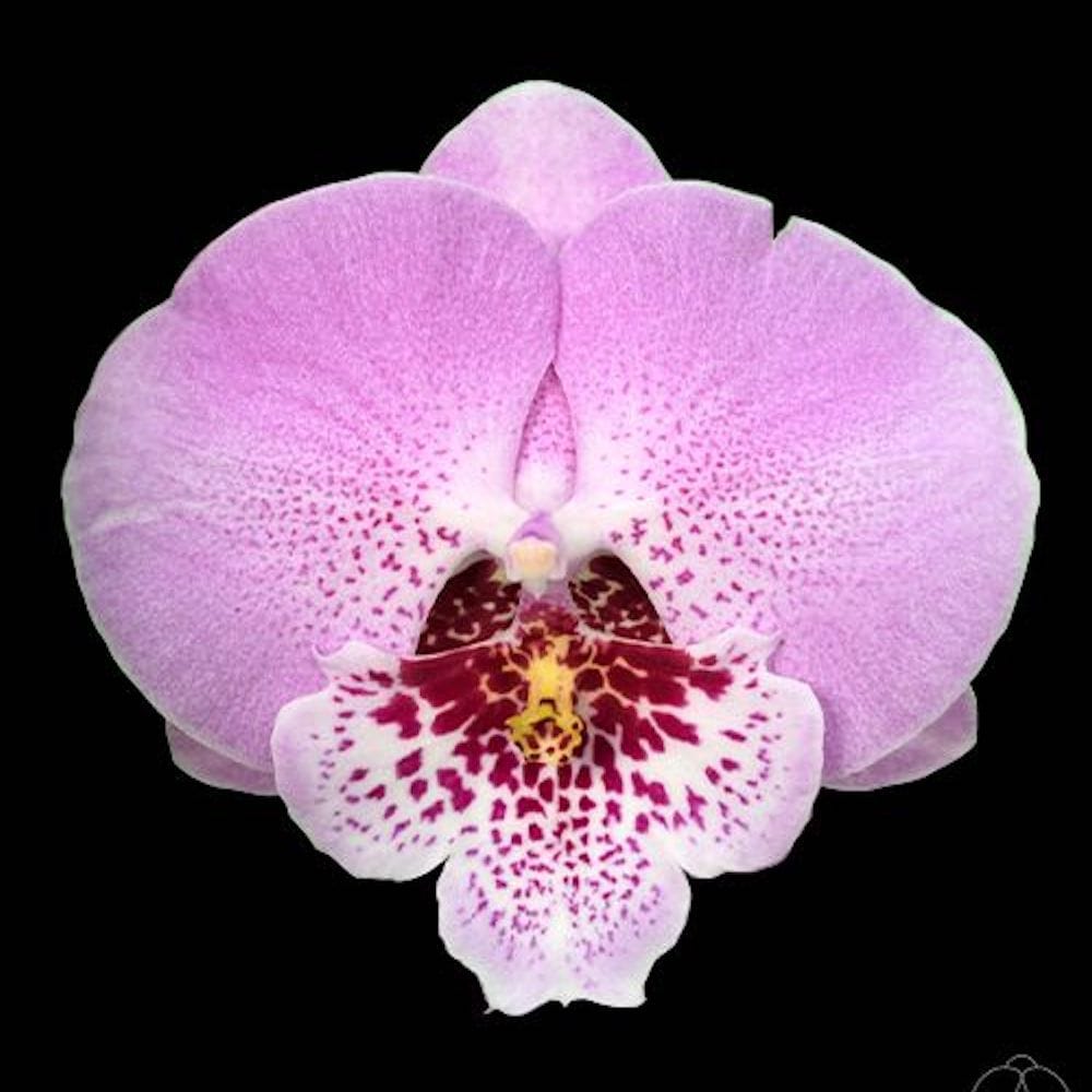 Phalaenopsis Younghome Princess '06116'
