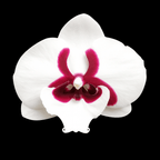 Phalaenopsis Younghome Pringles - big lip