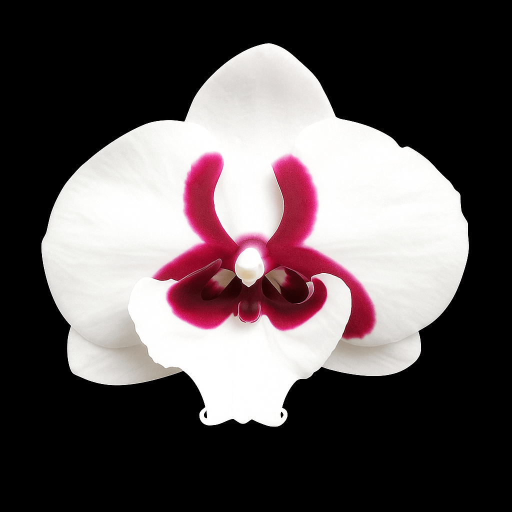 Phalaenopsis Younghome Pringles - big lip