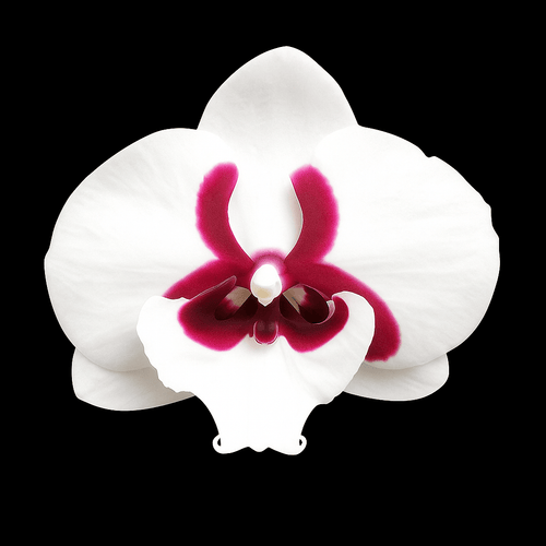 Phalaenopsis Younghome Pringles - big lip
