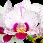 Phalaenopsis Younghome Pure Ballet