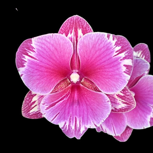 Phalaenopsis Younghome Sunday - big lip