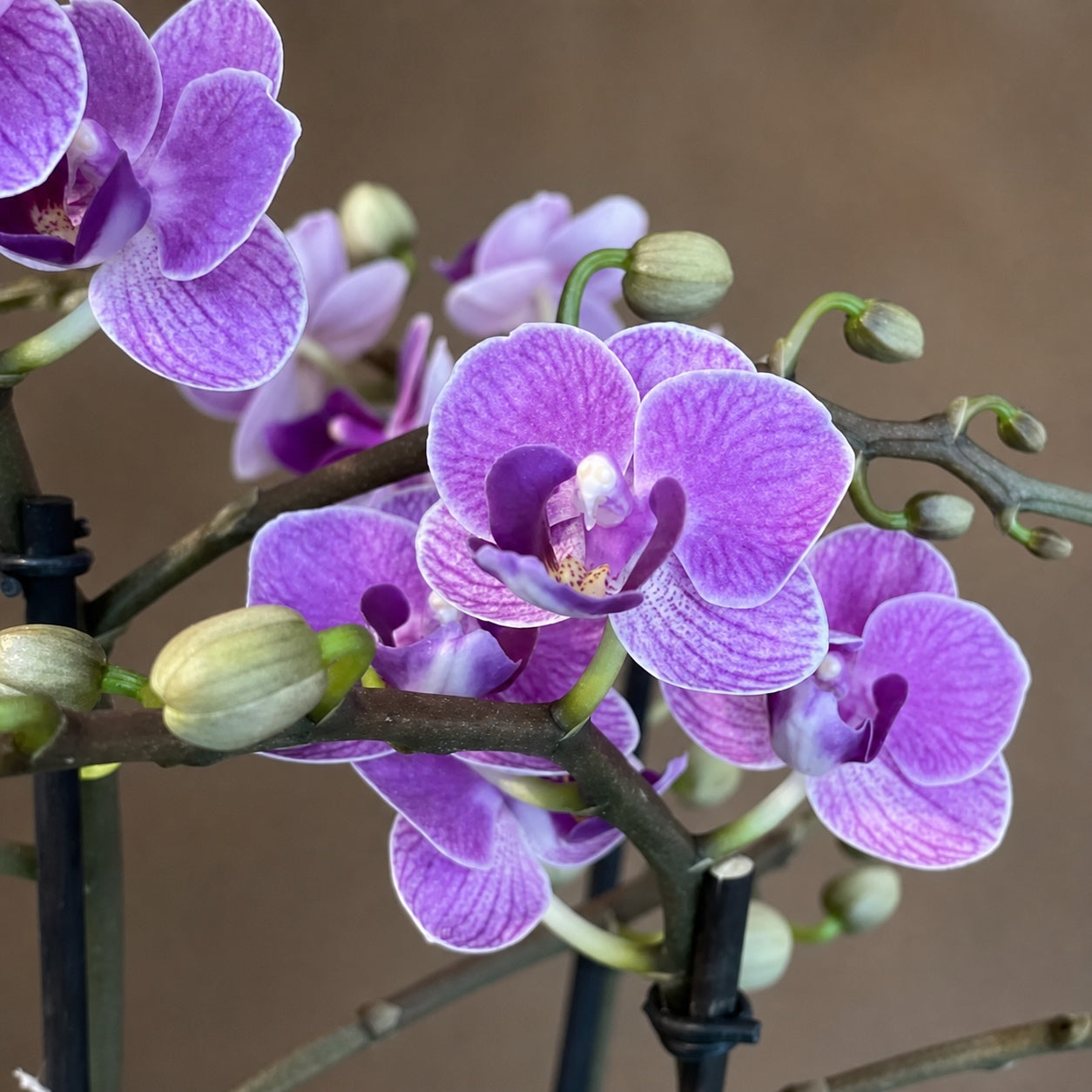 Phalaenopsis Younghome Taro Bobo