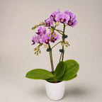 Phalaenopsis Younghome Taro Bobo