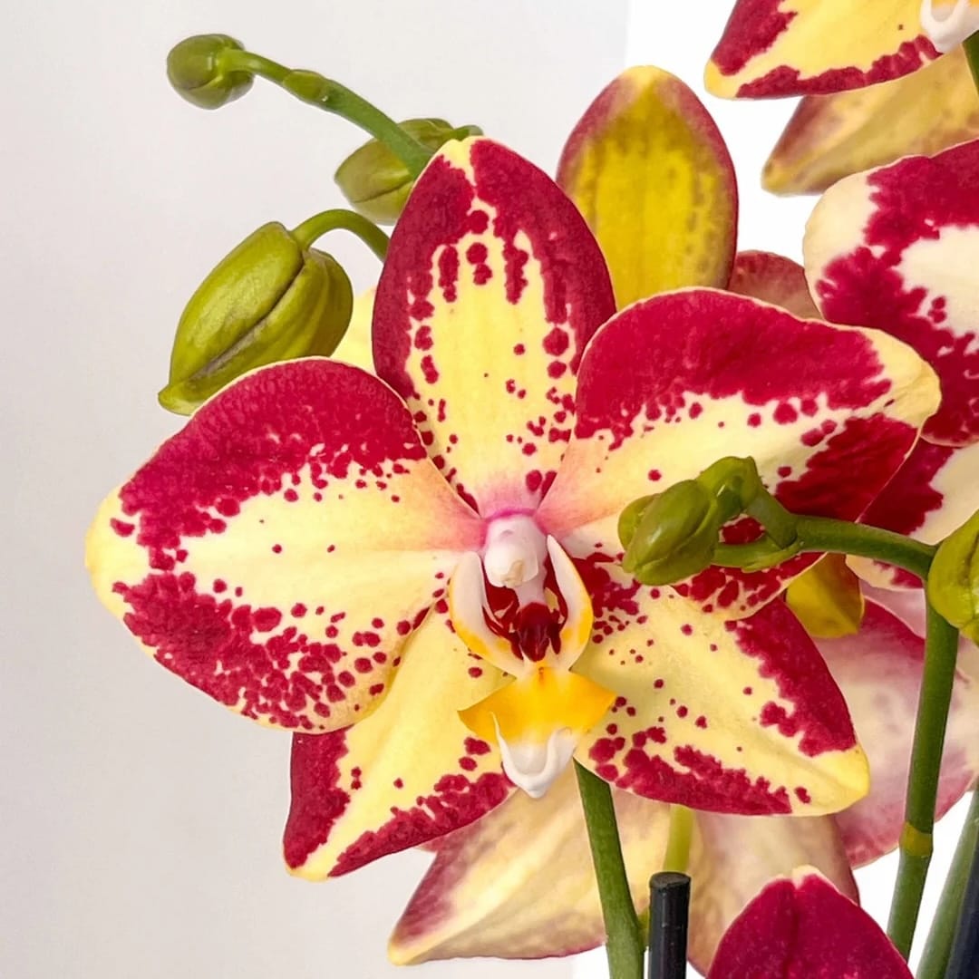 Phalaenopsis Younghome Victory Star