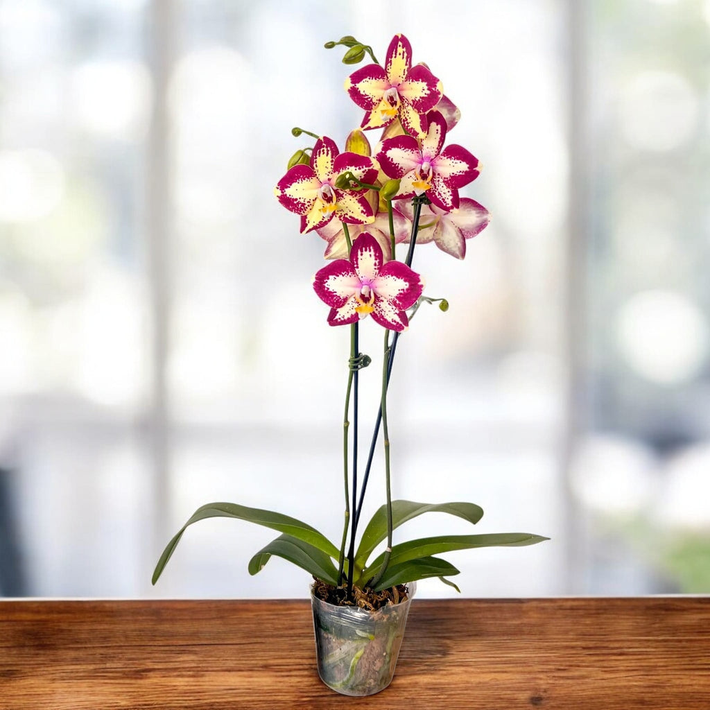 Phalaenopsis Younghome Victory Star