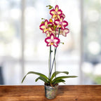 Phalaenopsis Younghome Victory Star