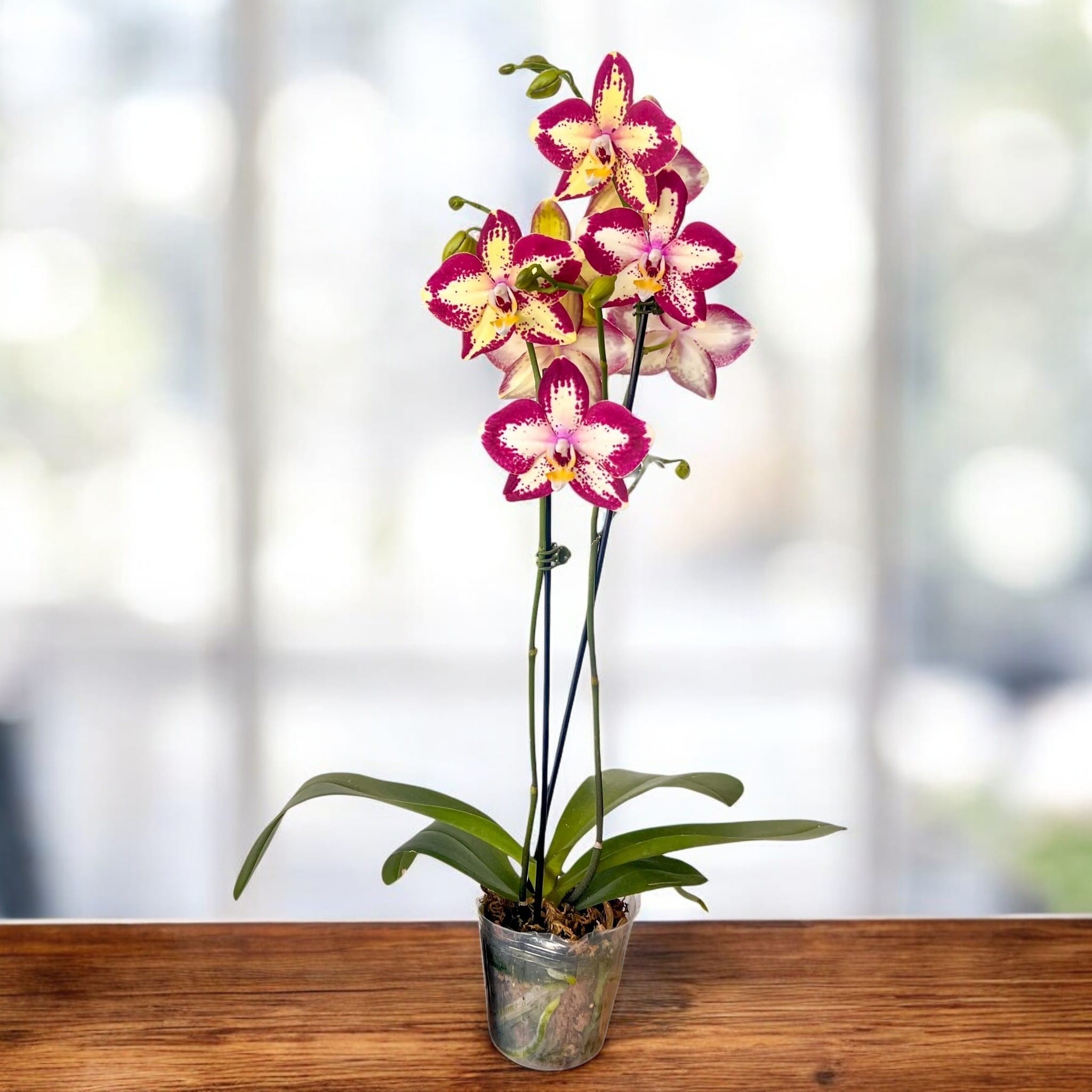 Phalaenopsis Younghome Victory Star