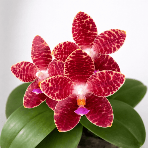Phalaenopsis Yuanshan Girl '3046' (gigantea x Yungho Princess Gelb)