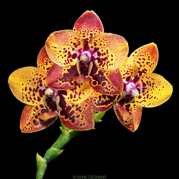 Phalaenopsis Zheng Min Anaconda