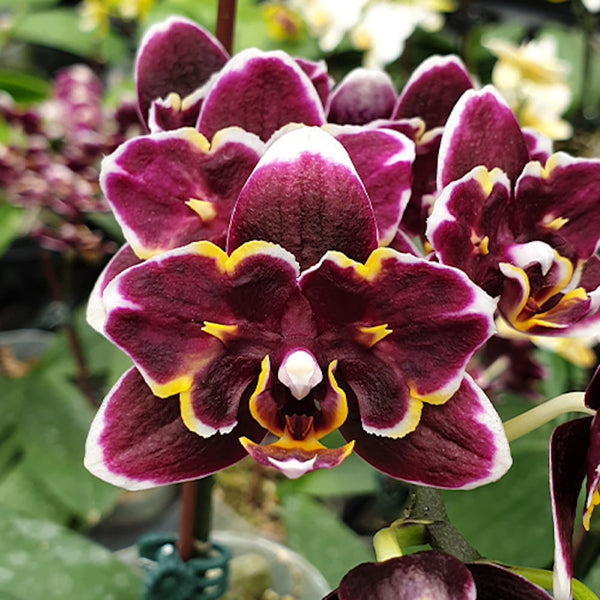 Phalaenopsis (Zuma Pixie × Taida Pearl) 'ES-1'