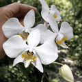 Phalaenopsis amabilis 4N