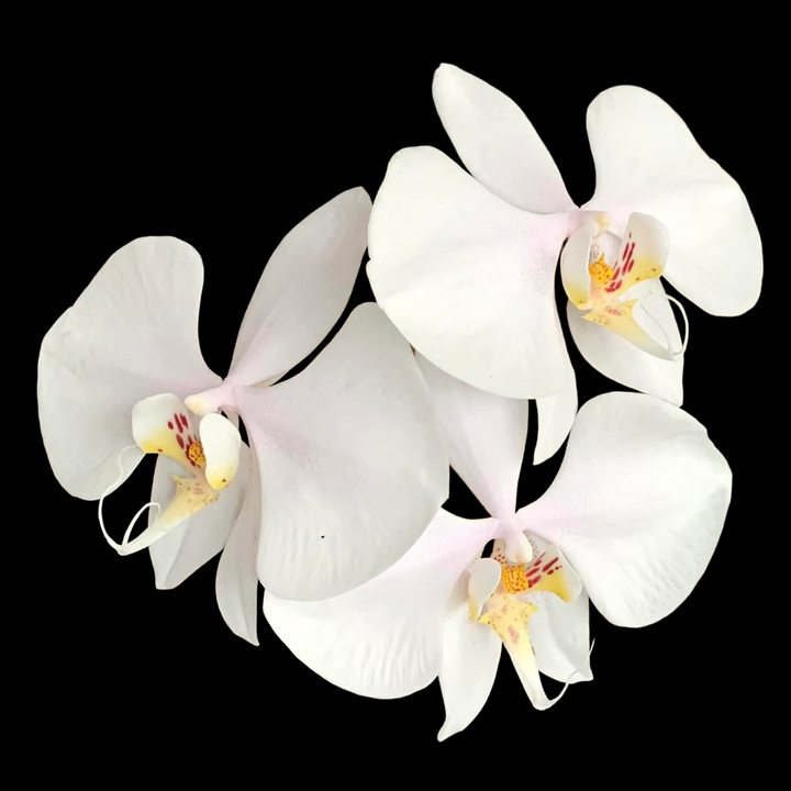 Phalaenopsis amabilis 'Surabaya'