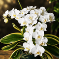 Phalaenopsis amabilis albomarginata
